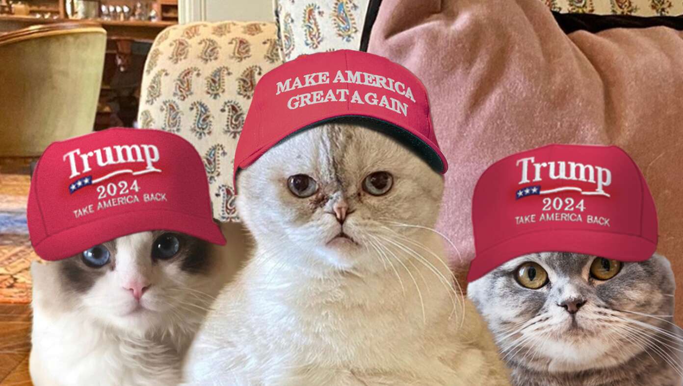 Taylor Swift's Cats Endorse Trump | Babylon Bee