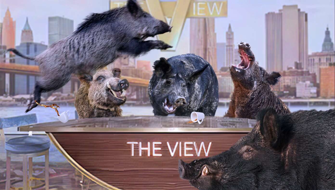 No One Notices As Entire Cast Of 'The View' Replaced With Shrieking Feral Pigs | Babylon Bee