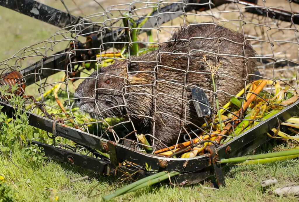 San Francisco is Being Invaded by 'Wildly Destructive' 20-Pound Rodents That Reproduce at 'Prolific Rate' | The Gateway Pundit | by Ben Kew