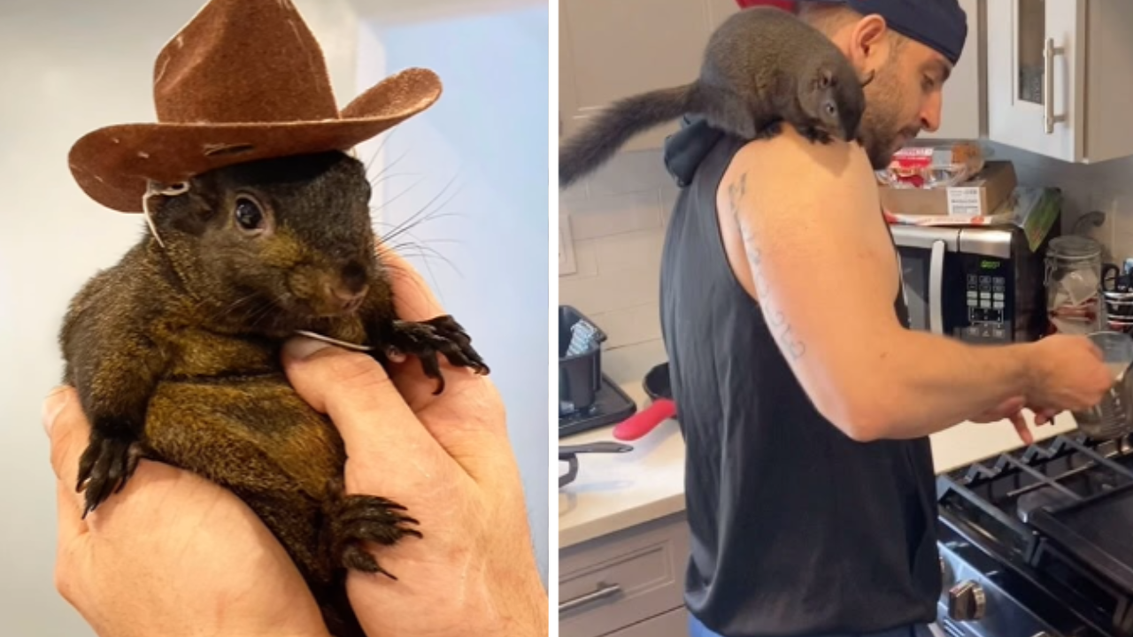 Who was Peanut the squirrel seized and euthanized in NY state raid? | FOX 5 New York