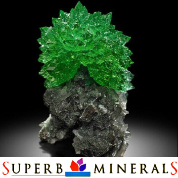 Superb Minerals Profile Picture