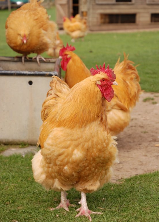 Buff Orpington Baby Chicks For Sale - Poultry For Sale | Cackle Hatchery®