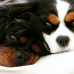 Experience Compassionate Care at Open Door Veterinary Clinic