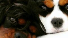 Experience Compassionate Care at Open Door Veterinary Clinic