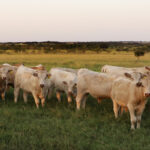 Donald Trump signs executive orders directing federal review of beef policies