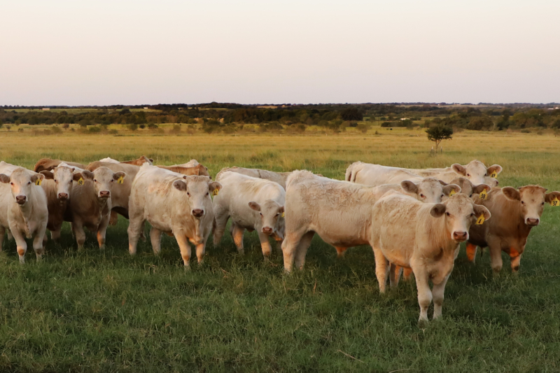 Donald Trump signs executive orders directing federal review of beef policies