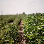 US Environmental Protection Agency let Bayer pick regulations for destructive weedkiller, documents show